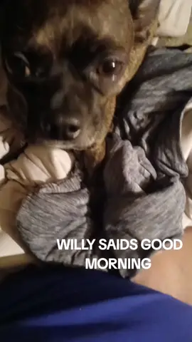 #pitbullthelegend #goodmorning #morning #haveagreatday #viraltictok 