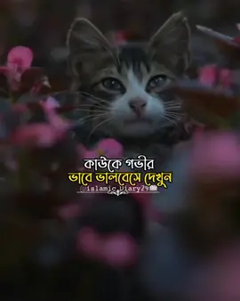 কাউকে গভীরভাবে ভালবেসে দেখুন...#fyp #foryoupage #islamic_video #islamic_diary29 #viraltiktok 