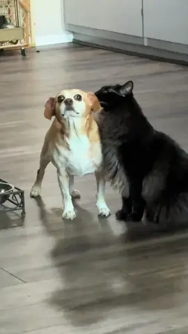 The interesting life of cats and dogs🤣🤣🥰#funnycats #funnyanimals #petvideos #cat #catsoftiktok #fyp #usa #longervideos