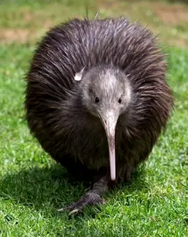 National bird oh yeah oh yeah🇳🇿 #kiwi #bird #newzealand #fyp #foryou 