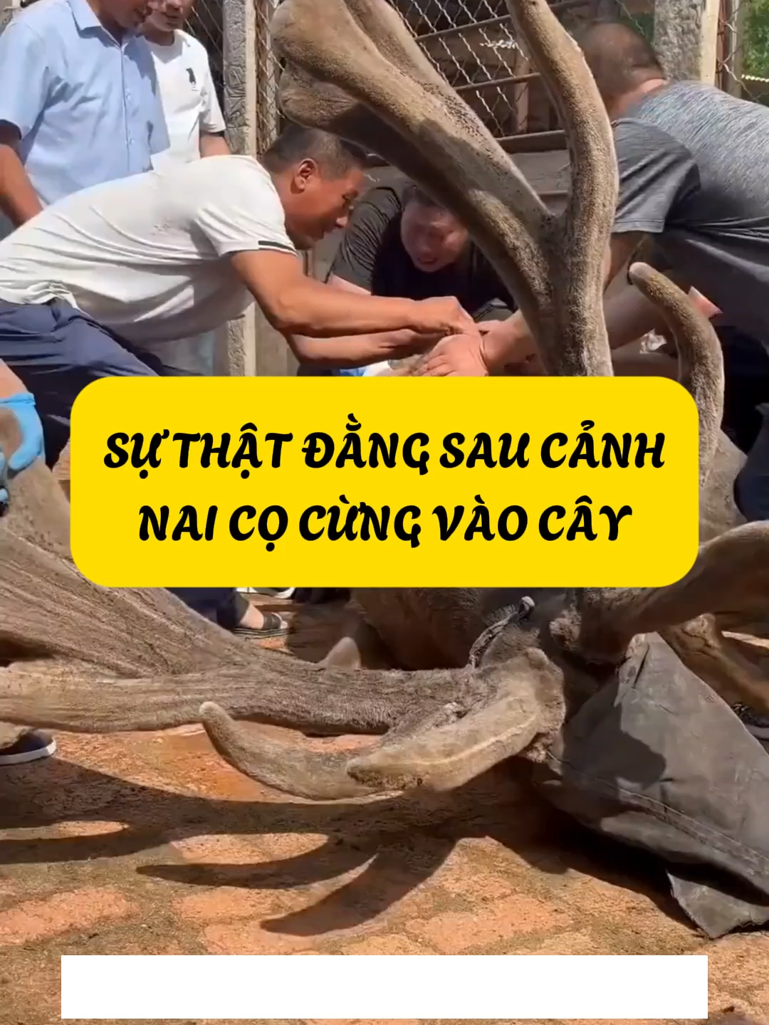 Sự Thật Đằng Sau Cảnh Nai Cọ Sừng Vào Cây #cothebanchuabiet #kienthuc #khampha #thegioidongvat