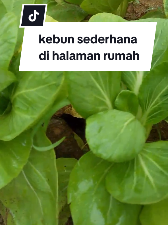 sederhana saja tinggal di desa, hidup berkecukupan + berkebun 😇 #fypシ゚ #petaniindonesia🇮🇩🇮🇩🇮🇩🌿🌿 #kebunbelakangrumah #minigarden #gardening 