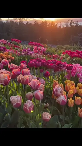 bạn biết loài hoa gì đây khônggg 🥀🥀#tulip #flowers 