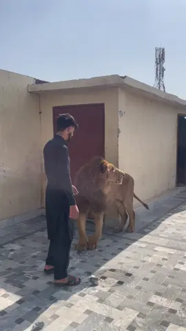 Mufasa🦁