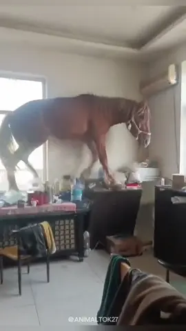 The funniest animals 🤣 #funny #animals #animaltok #funnyanimals #funnycompilation 