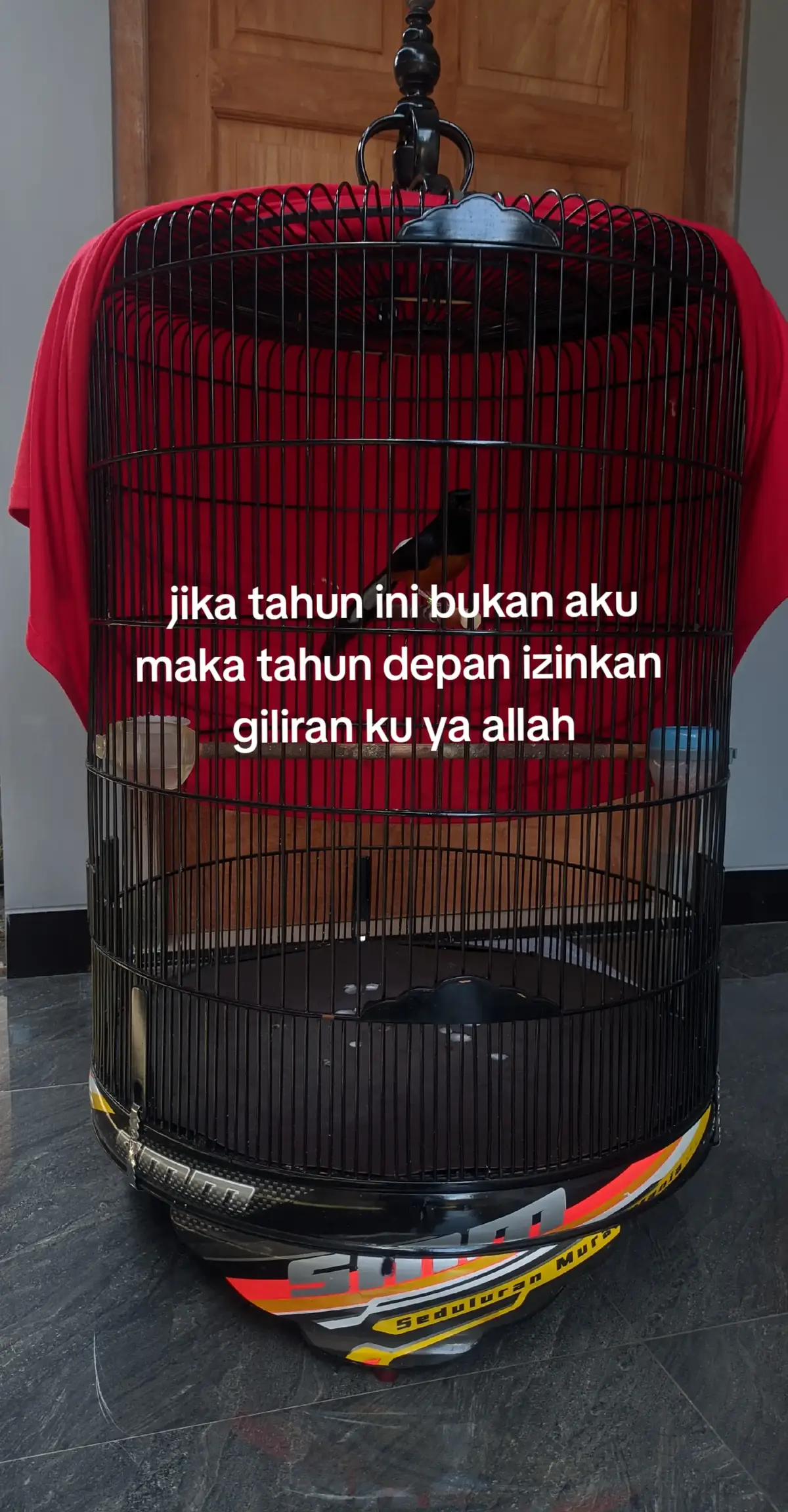 #kicaumaniaindonesia #muraibatuindonesia #smm #sangkarsmm 