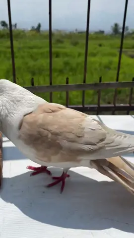 Punya merpati tapi muka nya agak aneh 😄 ada yang tau ini jenis merpati apa? 🤭 #merpatilovers #merpatihias #merpatiplontangindonesia 