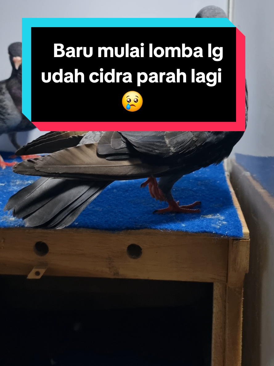 rekomendasi obat patah tulang  paha. yg ampuh, dong temen² 🙏🏻🙏🏻 lekas pulih ve.. kangen aksiMu.. . #pmkn #p3mkbi #merpatikolong #merpatilovers #garongJr 