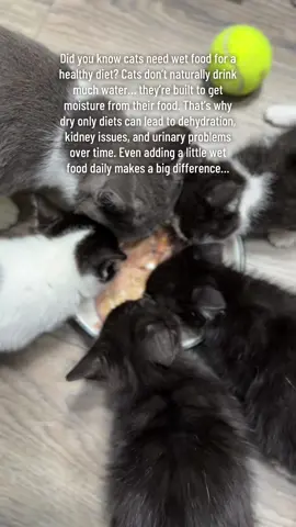 #rescuekittens #cats #catsoftiktok 