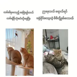 နောက်ဆုံးတော့မပြတ်နိုင်တော့လဲ ပြန်အဆင်ပြေသွားလိုက် 🤭#tiktokmyanmar🇲🇲 @. 