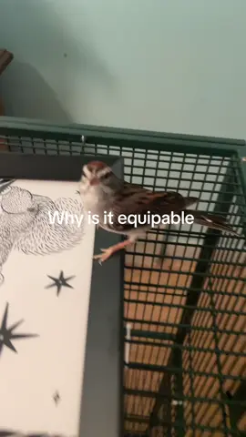 #fyp #bird #petbirds #petbird #miguel 