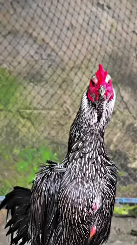 😍😍😍 #fyp  #foryoupage  #pamaiq  #peternakmuda  #ayamimport  @Aa bulbi MDN 