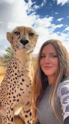Fluff snuggles 🥰 #cheetah #cheetahpurr 
