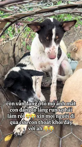 con vẫn đang ở lò mổ ánh mắt con đang lo lắng run sợ hãi lắm rồi 😭😭 xin mọi người đi qua cứu con thoát khỏi đây với ah 😭😭#thucung #cuuhochomeo #xuhuongtiktok #yeuthuongdongvat 
