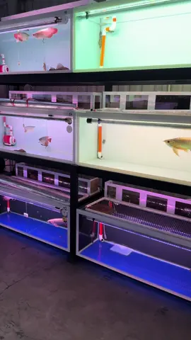 Cập nhật lại dàn hồ của học viện cá rồng