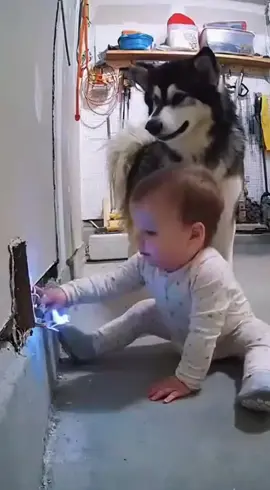 The Dog Who Risked Everything to Save a Child #followers😘  #10000k❤️❤️❤️❤️👌👌👌🖤🖤🖤  #folowersss  #rottweilerlife  #babiesoftiktok 