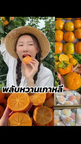 #พลับหวาน #พลับหวานเกาหลี #ลูกพลับเกาหลี 