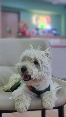 Smile ☺️  #westie #westies #westiesoftiktok 