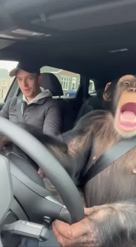 Bro dacht dat de koppeling een banaan was 🍌#viral #aap #rijles #fyp #sora 