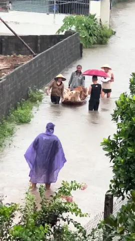 Vài hình ảnh cute trước ngày lũ lịch sử 8/10/2025 của thái nguyên☺️#thainguyen #langdaocamgia #lũmatmo #lulichsu2025 #cúncung 