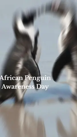 African Penguin Awareness Day 2025 is observed annually on the second Saturday of October to highlight the critical conservation needs of the African penguin, which is listed as critically endangered. This year, it fell on Saturday, October 11, 2025, and was marked by various events aimed at raising awareness and promoting conservation, such as the 