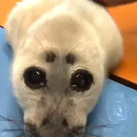 тюлени возвращаются #seal #sealtok #niko #nikotheseal #nikoseal #nico #tobaaquarium #тюлень #тюлени #тюленирулят #тулени 