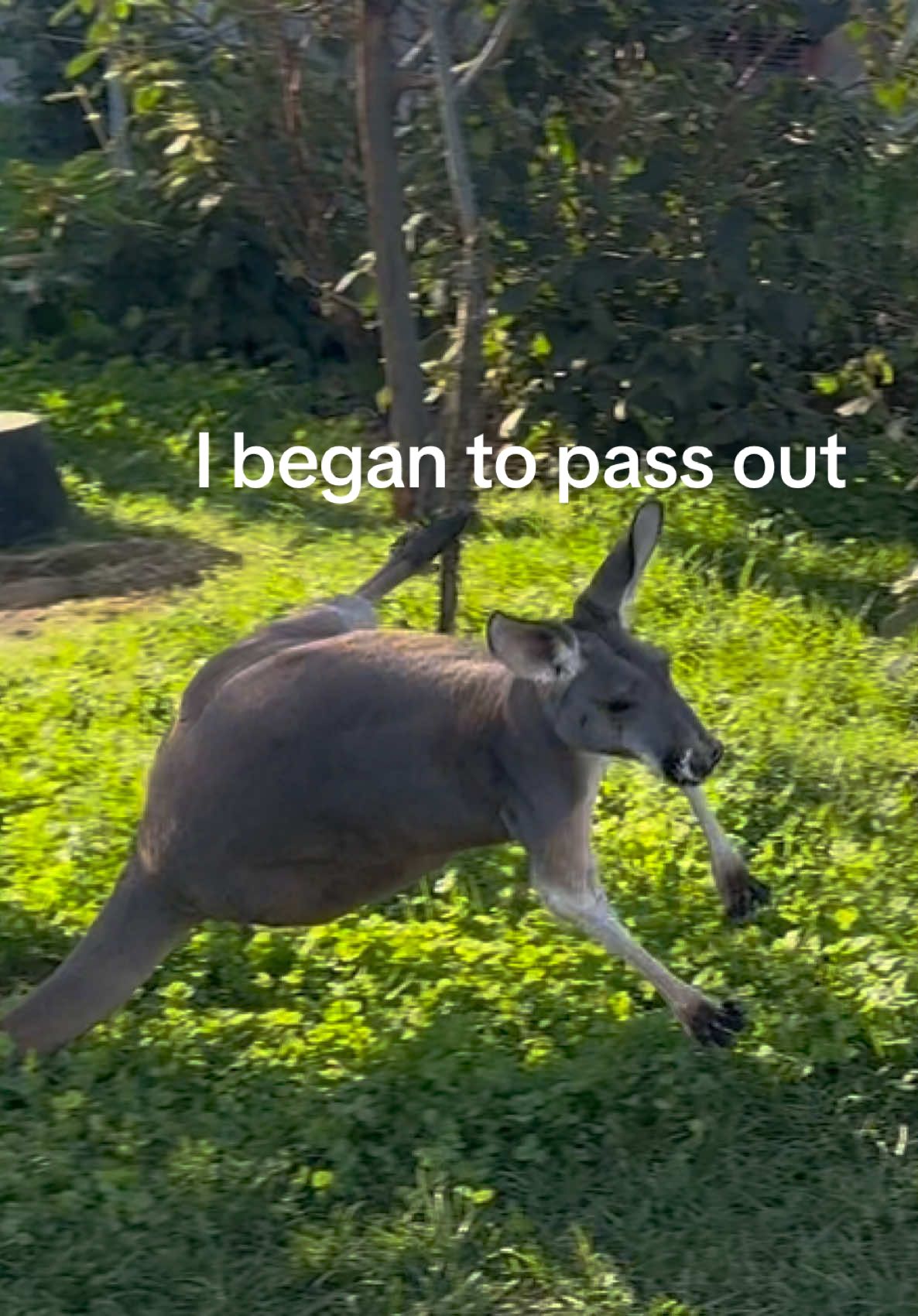 She was ok ✅  #funnyanimals #animaltok #kangaroo #fyp #funny 