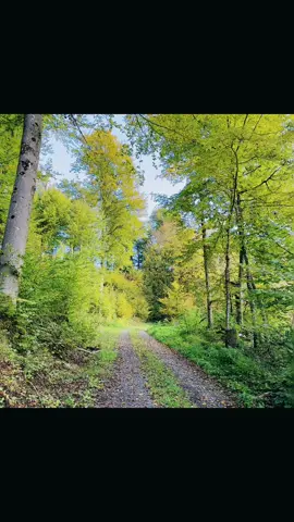 #fyp #weekend #padure #ciuperci  Astăzi m-am simțit ca Dora exploratoarea, rătăcind prin pădure împreună cu soțul meu. Ne-am despărțit de la parcare și am pornit pe poteci diferite,fiecare în căutarea propriului colț de liniște. Eu am ales locul meu preferat, care nu m-a dezamăgit niciodată, dar, spre surprinderea mea, am învățat o lecție: niciodată să nu mergi pe urmele altora, fiindcă poți avea parte de surprize neașteptate. Nu m-am descurajat și mi-am continuat căutarea. În lumea mea verde, printre copacii deși, doar vocea soțului, prin stație, îmi întrerupea gândurile, grijuliu să nu mă lase prea mult singură. Ne-am intersectat de câteva ori pe traseu, dar am preferat să-mi continui drumul singură, în tăcerea pădurii. Liniștea a fost curmată brusc de un zgomot puternic,niște porci mistreți! Mi-a tresărit inima și, deși nu m-am urcat niciodată într-un copac (frica de a cădea e mai mare decât curajul), singura soluție mi s-a părut turnul vânătorilor. În cinci ani de când bat pădurile germane, nu m-am întrebat niciodată cum aș reacționa dacă m-aș întâlni cu un mistreț față în față. Am cerut ajutorul soțului, iar cu un strop de noroc am prins semnal la telefon. Ne-am regăsit și ne-am întors împreună spre parcare. Fire glumeață cum îl știu, nu a ratat ocazia să mă sperie de două ori pe drum, transformându-mi teama în hohote de râs (după ce mi-a trecut spaima). Acum privind înapoi, știu ca pădurea îmi rămâne dragă, dar următoarea mea drumeție o voi planifica cu mai mult curaj și cu urechile ciulite.