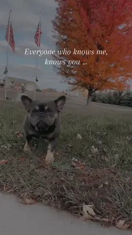 my girl 👻🖤🍂 #foryoupage #fyp #halloween #frenchie #fall 