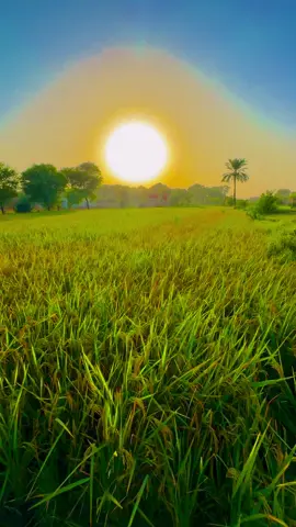 Ladies and gentlemen! Please welcome to Basti Mirani a beautiful village In Alipur Punjab Pakistan#mirani #punjab#pakistan #saraiki #fyp 