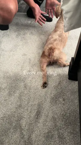 Gracie’s Goodmorning!  #dogsoftiktok #dogs #dogsofttiktok #doglover #dog 