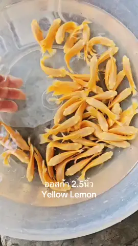 #ปลา #ปลาออสการ์ #ปลาแม่น้ํา #oscarfish 