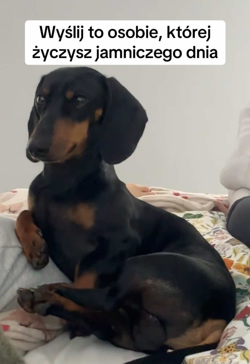 Dobrego dnia  #dachshund #jamnik #jamnior 