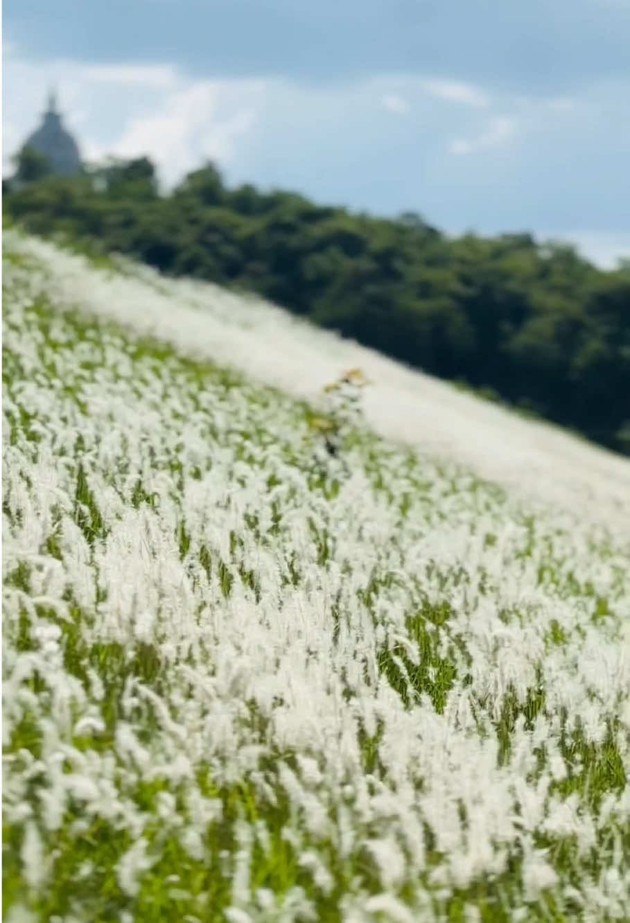 Beauty of nature 🤍 #CapCut #fyppppppppppppppppppppppp #foryoupage #photography #natural 