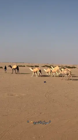 🐪❣️ #البل #الدوادمي #اكسبلورexplore #502 #شيخة_الدواسر #الهشتاقات_للشيوخ 