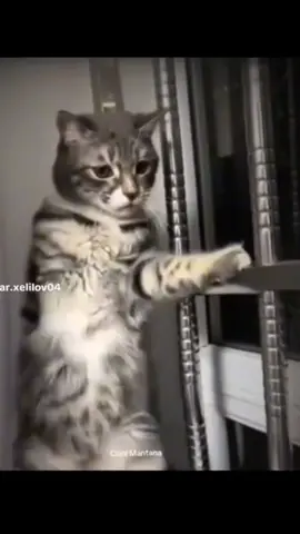#dance #cat #fyppppppppppppppppppppppp 