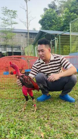Không thay lông cho đi đấu bảng cỏ tiếp @phương Ngàn 97 @Nguyễn Sơn 