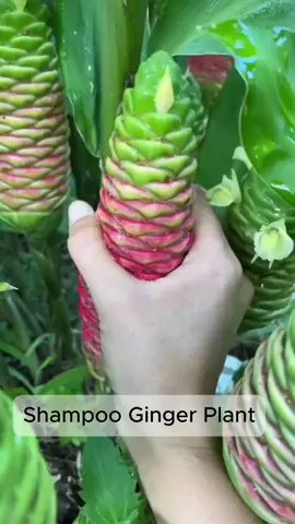 Shampoo ginger releasing liquid 🌿 #PlantFacts