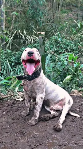 Duduk we😛 #dugongbersatu🐕 #fyp #fypシ  #bullterrier #pitbullsoftiktok 