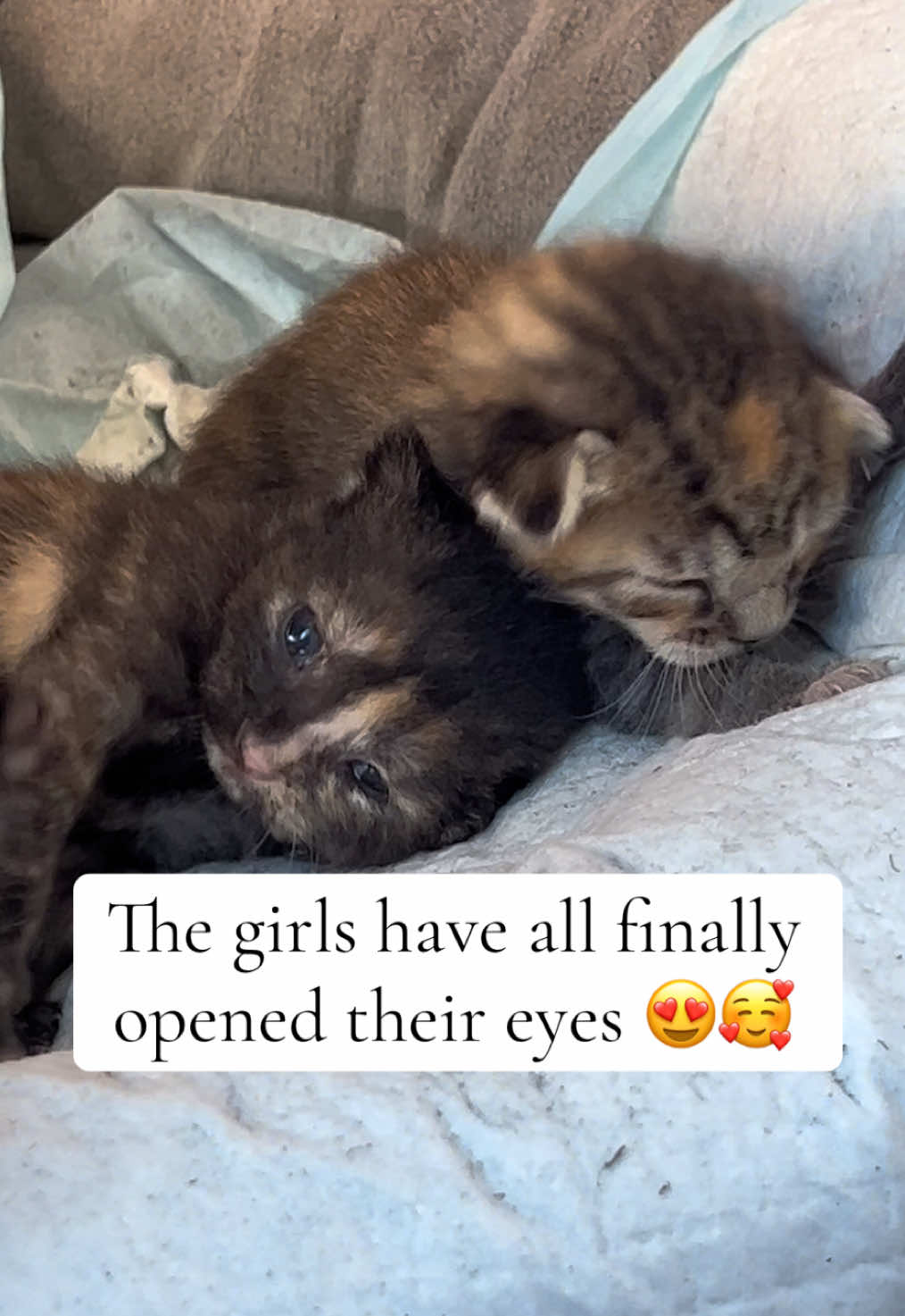 Oh my goodness my HEARRRRRRRT 🥰❤️ #kittensoftiktok #kittens #calicokitten 