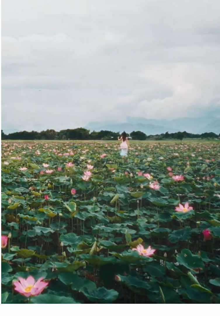 ✨ Những giọt sen hữu cơ từ Hậu Giang khẽ chạm vào làn da nhạy cảm, mát lành mà bền bỉ, lặng lẽ chữa lành từng vệt mẫn cảm, từng vùng tổn thương - để làn da được thở, được nghỉ ngơi và hồi sinh trong sự dịu dàng tinh khiết nhất #CocoonVietnam #CocoonxPhuongMyChi #NuoctaytrangSenHauGiang 