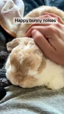 Happy little bunny cuddling #rabbit #bunny #cute #pet #animals 