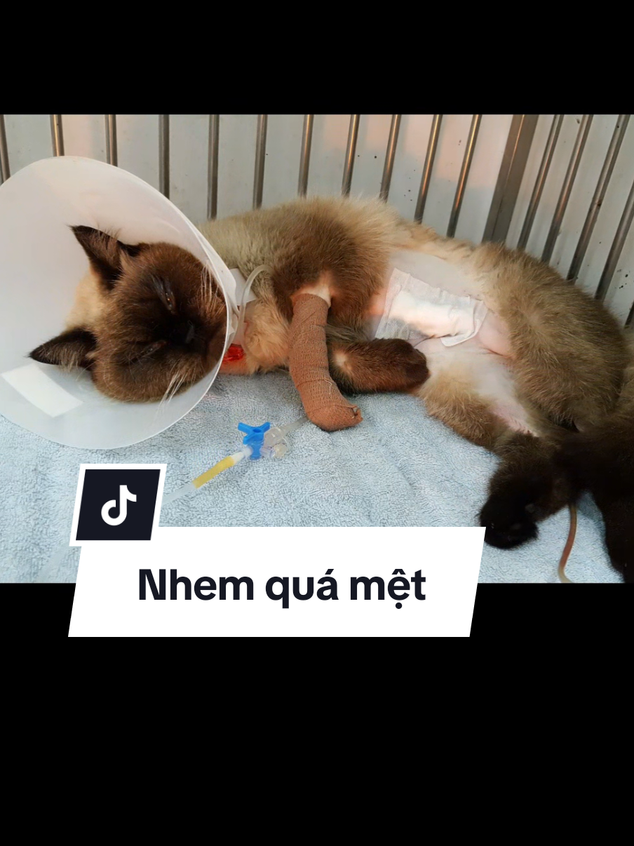 Anh Nhem cũng đã từng có tí can thiệp dao kéo rồi đó mọi người ạ  #Eseries #mrvet #petour #anhmeotensau 