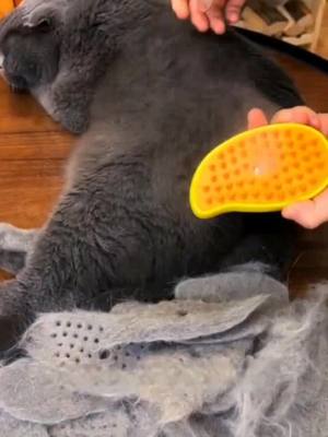 Stop wasting money on groomers – this 3-in-1 steam brush is all you need! 🐾