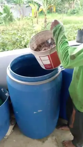 Pembuatan asam amino protein ikan#durenpremium 