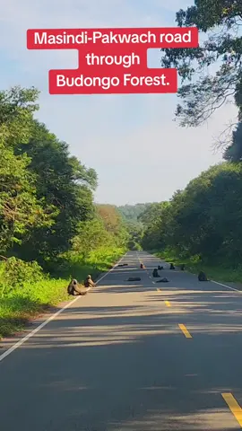 Masindi-Pakwach road through Budongo Forest.#tourism #uganda #viral #fyp #kampala_tiktokers 