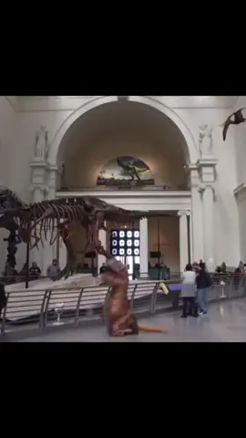 #funny #omg #fyppppppppppppppppppppppp #dinosaur #😂😂😂 