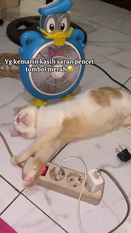 Masya Allah,Lunas yah onty onty 🤣 #fyp #affiliatemarketing #masukberanda #fyppppppppppppppppppppppp #taskucing 