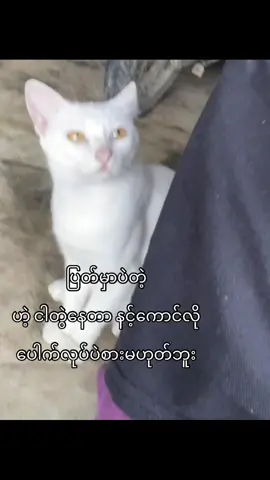 #စတာပါရှင့် #viral #fypシ゚ #foryoupage #crd 