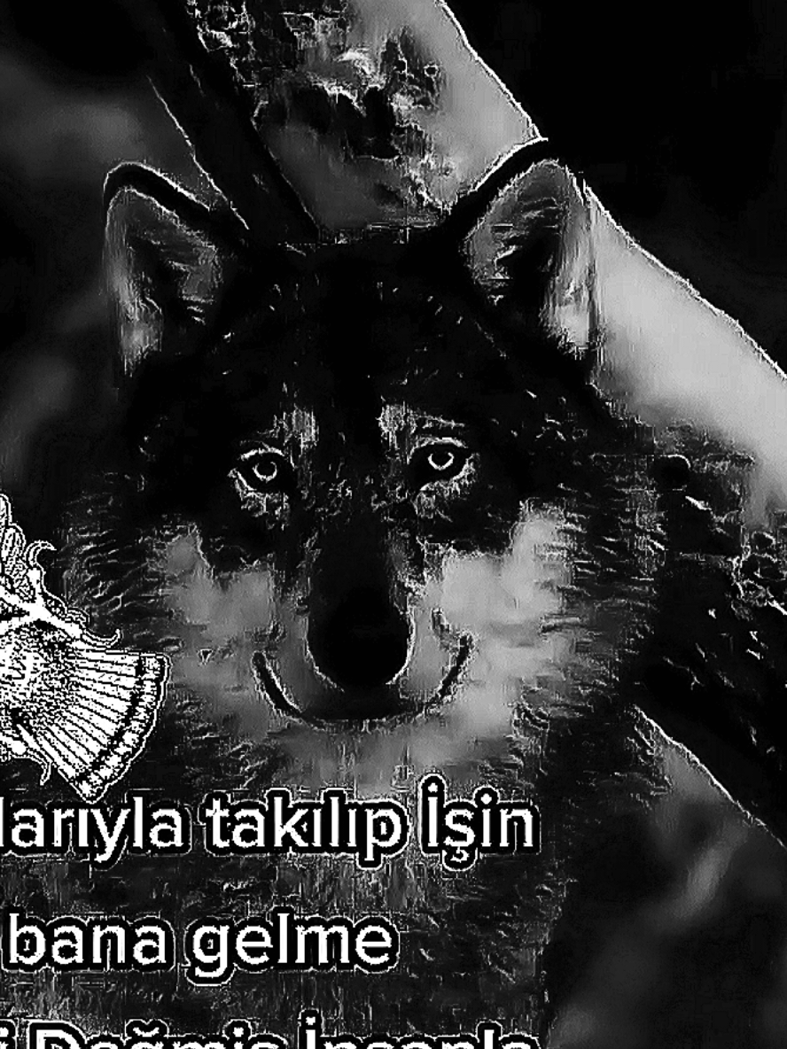 👑🦅🦁🐺👑 #wolfazap #azapwolf 